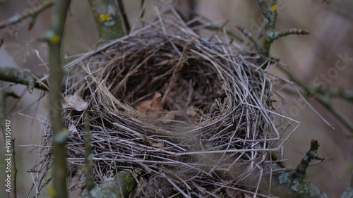 Old bird's nest on the branches