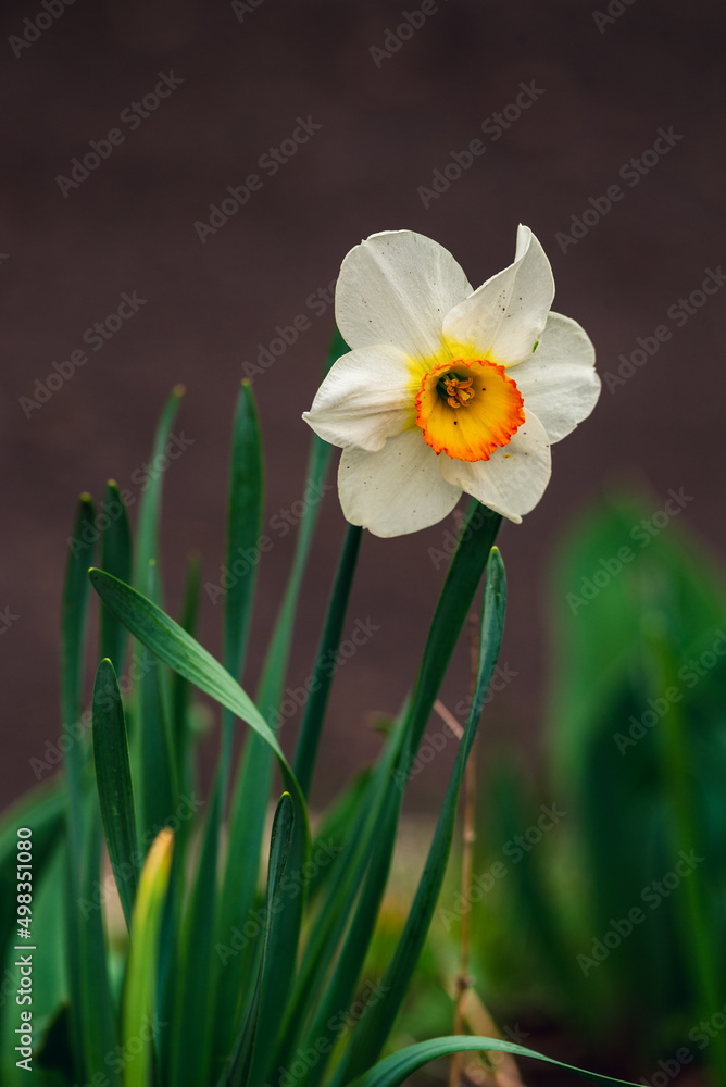 In spring, narcissus (daffodils) bloom in a flower bed. Flowers Narcissus yellow and white blooming in a garden. Selective focus. holiday spring greeting card, invitation card. Happy easter In spring, narcissus (daffodils) bloom in a flower bed. Flowers Narcissus yellow and white blooming in a garden. Selective focus. holiday spring greeting card, invitation card. Happy easter