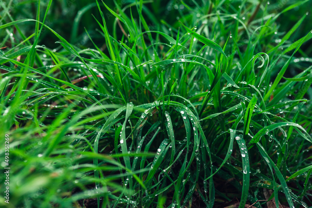 Elytrigia. Herbaceous background of juicy high green couch grass close-up. Fresh young bright grass Elymus repens beautiful herbal texture, spring. Water drops, wheatgrass morning dew