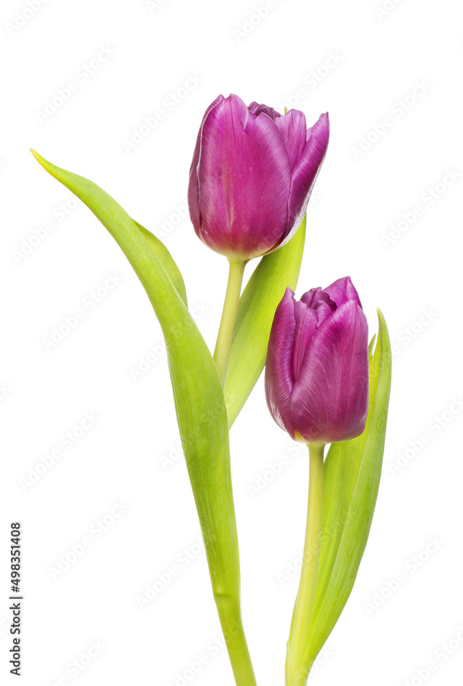Naklejka premium Two purple tulips