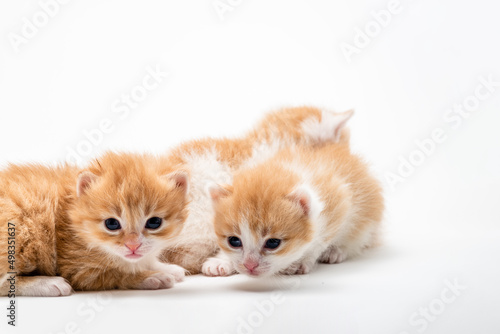 Three Little Playful red kitten  isolated on a white background. Portrait cute  red ginger kitten with big eyes lying on white  braided bed at home. kitty looking at camera. Concept of happy  cat pets © Victoria Moloman