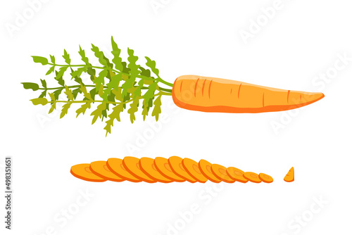 Fresh natural carrots with leaves, haulm. Farming and vegetables. Sliced carrots. Farming and agroculture. Isolated on white background. Vector graphics