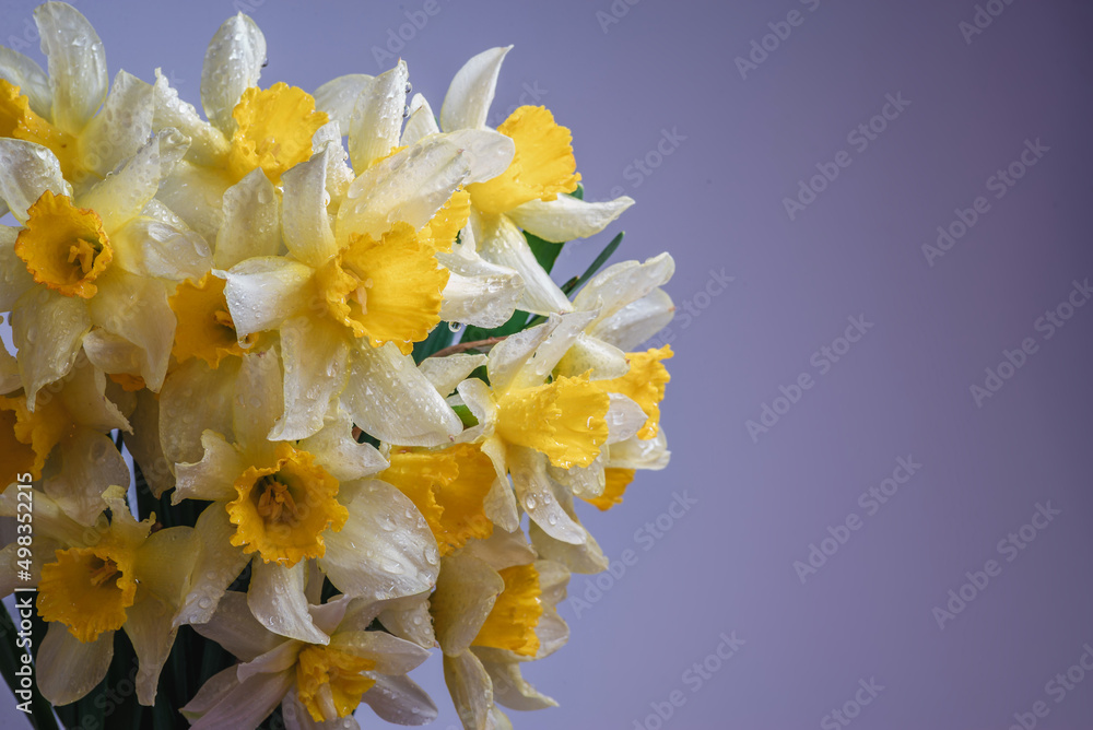 Flowers Narcissus yellow and white. colorful light, bouquet of fresh daffodils isolated on blue gradient background. simple holiday spring greeting card, invitation card. space for text, minimalist Flowers Narcissus yellow and white. colorful light, bouquet of fresh daffodils isolated on blue gradient background. simple holiday spring greeting card, invitation card. space for text, minimalist