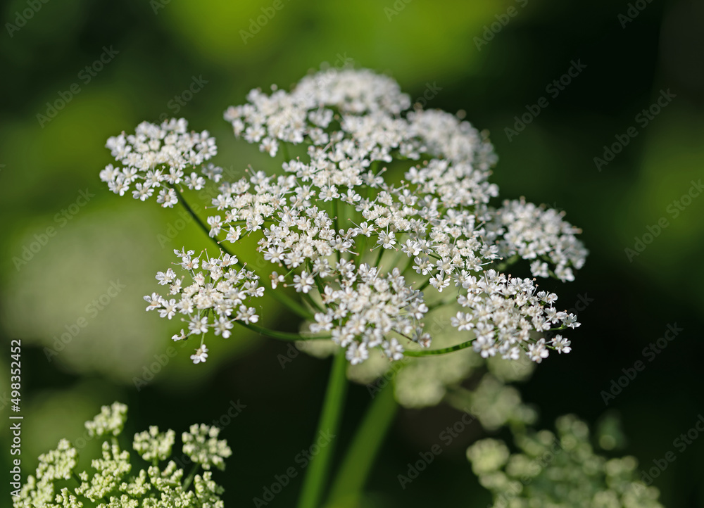 Blühender Giersch ,Aegopodium podagraria, im Frühjahr