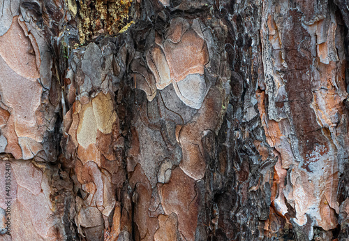 Close Up of embossed texture of the brown bark of a tree with green moss and lichen on it. Old tree.  Close up of bark macro photography. Background