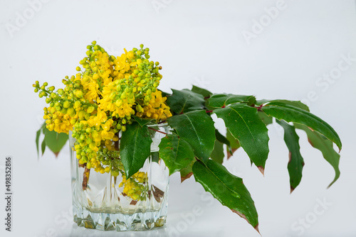 Berberis, Oregon Grape (Mahonia aquifolium) spring bloom,  isolated on white background in a glass cup photo