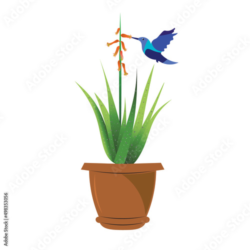 Aloe Vera with Bird sucking its nectar