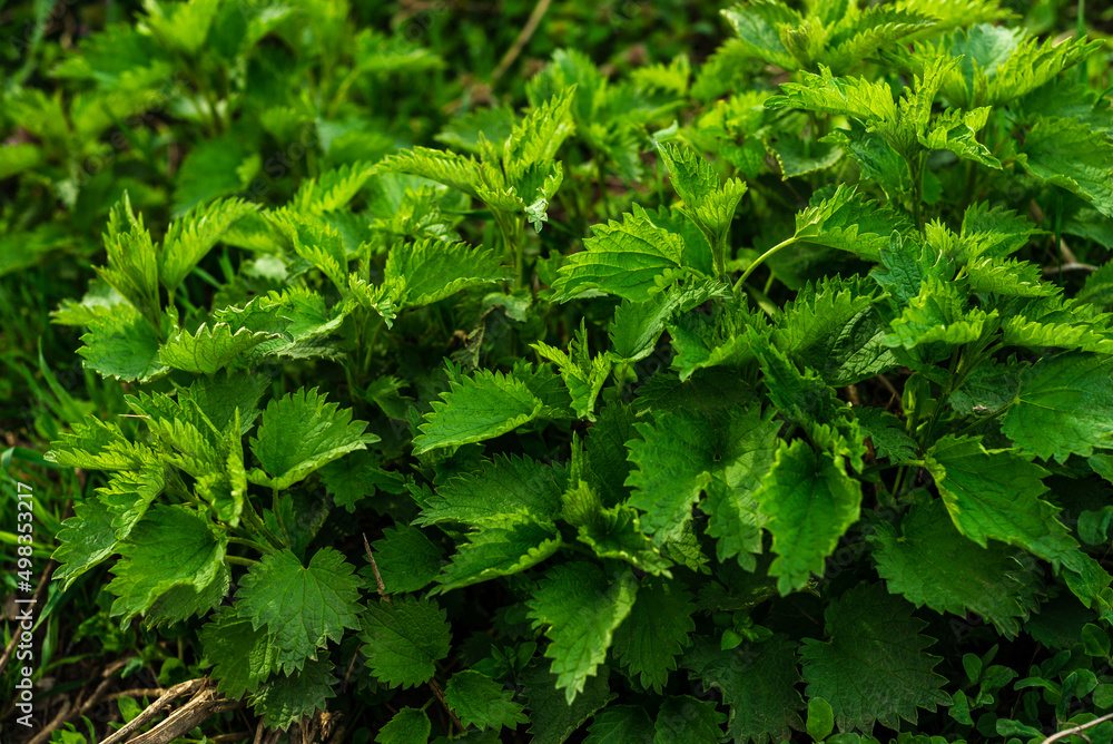 Bush of young stinging-nettles. Nettle leaves. Greenery common nettle, wet fresh green grass spring in the forest, Medicinal plant Bush of young stinging-nettles. Nettle leaves. Greenery common nettle, wet fresh green grass spring in the forest, Medicinal plant