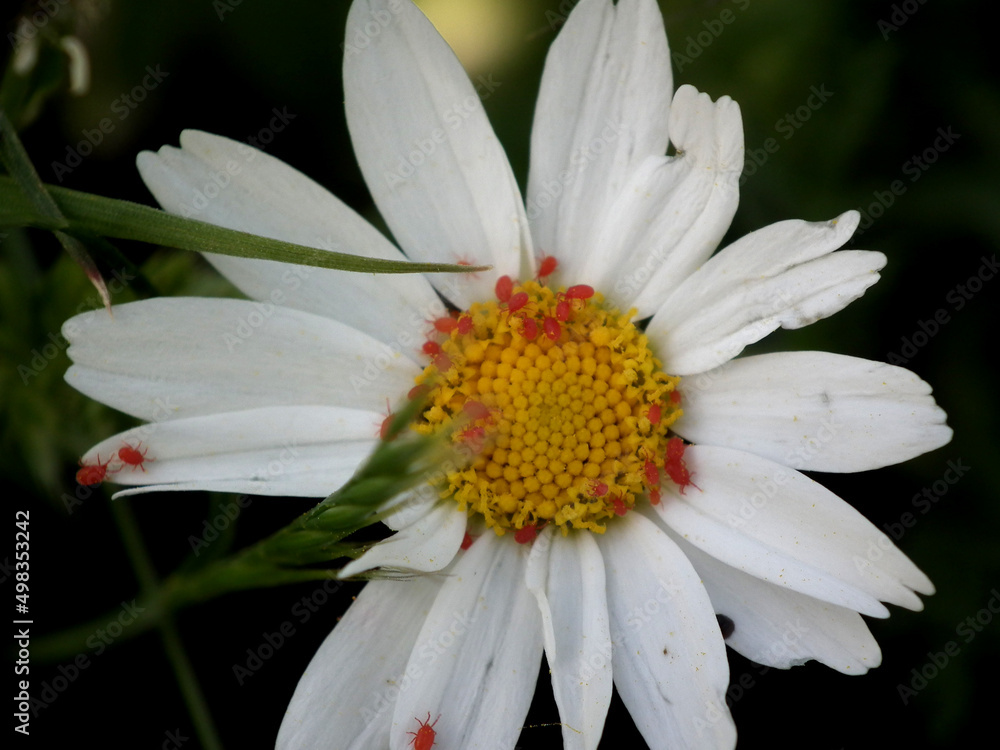 Obraz premium Fiori selvatici