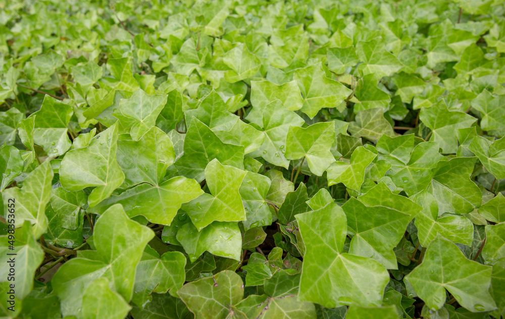 Green ivy. Natural background image representing a dense texture of bright green leaves of hedera. Green ivy. Natural background image representing a dense texture of bright green leaves of hedera.