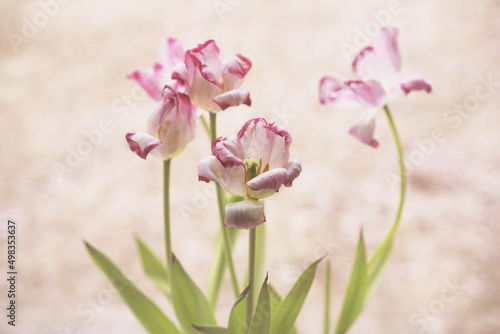 bouquet of withered tulips in a vase with a blurred background