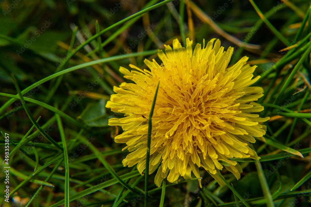 Macro photo nature plant yellow dandelion flower. yellow dandelion in grass, Spring green lawn Macro photo nature plant yellow dandelion flower. yellow dandelion in grass, Spring green lawn
