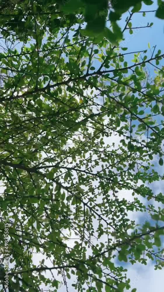 leaves in the sky leaves in the sky