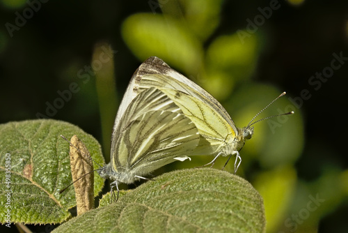 Couple of garden white butterflies, copulating
 photo