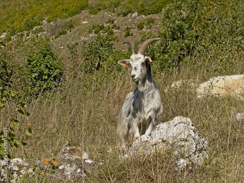 Billy goat in between high grass and rocks on the hills of Condroz, Wallonia, Belgium  photo