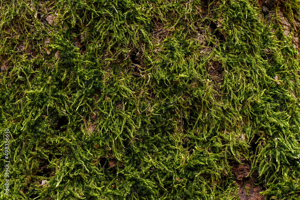 Fine green moss, growing in forest on tree, closeup macro detail Fine green moss, growing in forest on tree, closeup macro detail