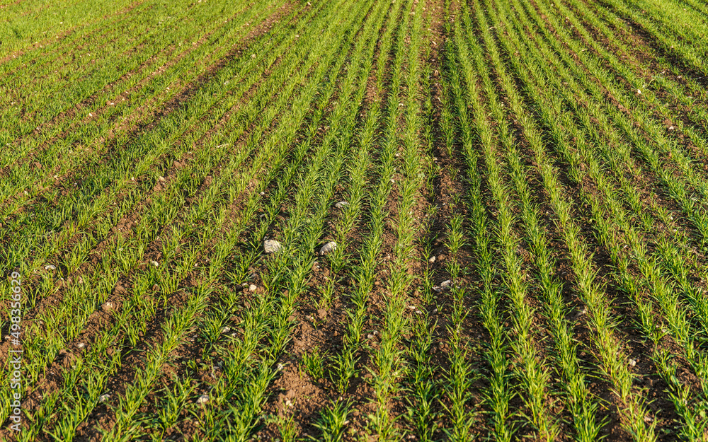Spring filed with wheat seedlings forming regular lines