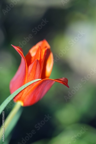 Tulpe in rot gezackt