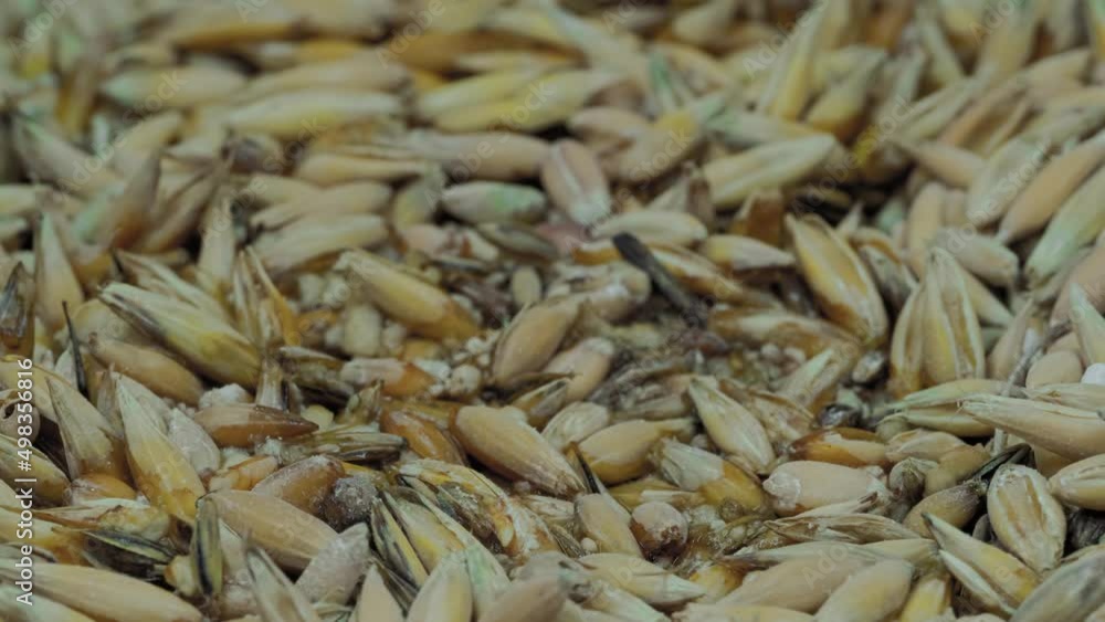 Timelapse - fresh microgreens oat and wheat grass growing: close up view, macro. Growth, spring, germination, natural, raw, healthy food and time lapse concept Timelapse - fresh microgreens oat and wheat grass growing: close up view, macro. Growth, spring, germination, natural, raw, healthy food and time lapse concept