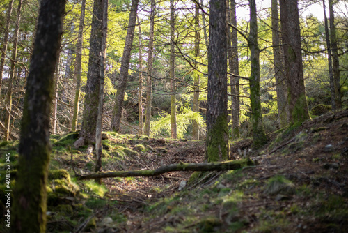 Paysage de forêt en montagne avec des cailloux, des arbres, des branches © lamurebenjamin