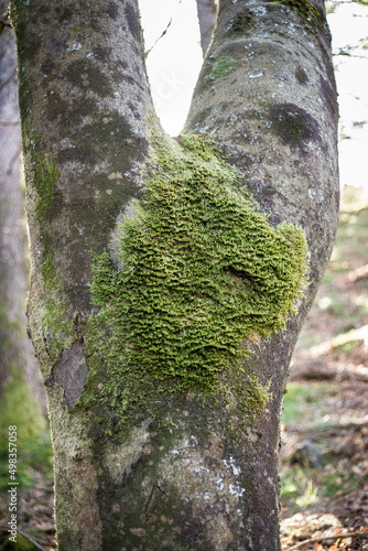 Mousse qui pousse sur un arbre en forêt 