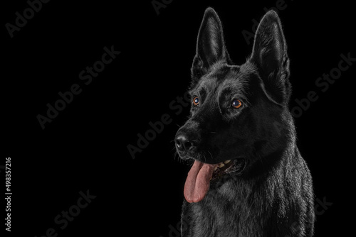 German Shepherd Dog Isolated on Black Background