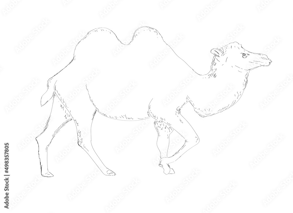 Camello Ilustración, dibujo
a mano alzada / a lapiz - obrazy, fototapety, plakaty 