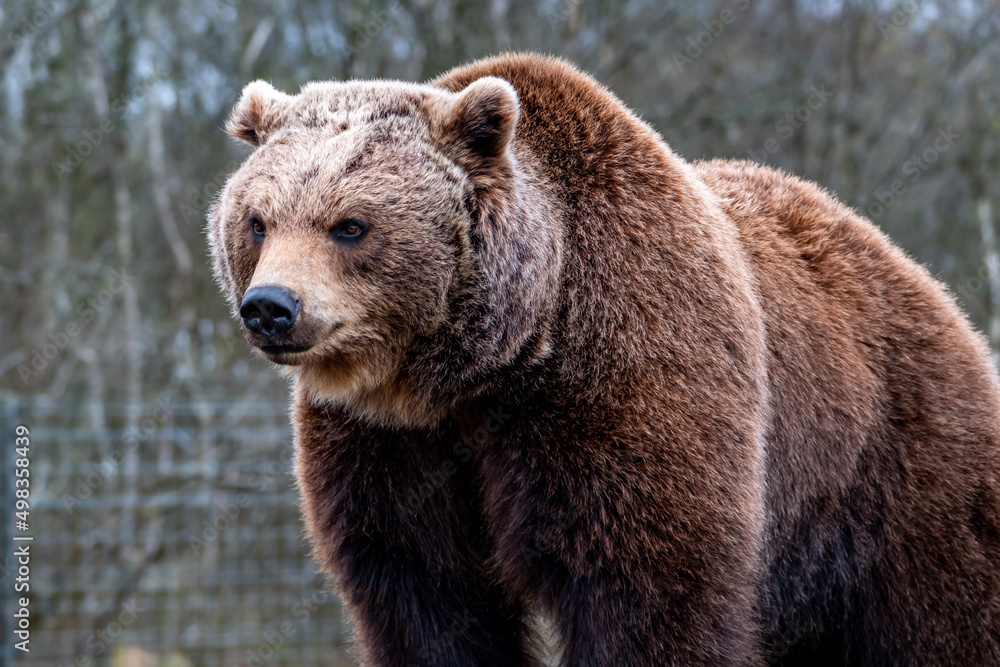 Fototapeta premium Close up big brown bear in spring forest