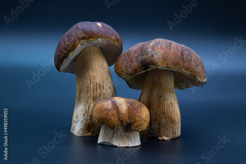 White mushroom porcini Boletus edulis isolated on dark blue background close up healthy food photo