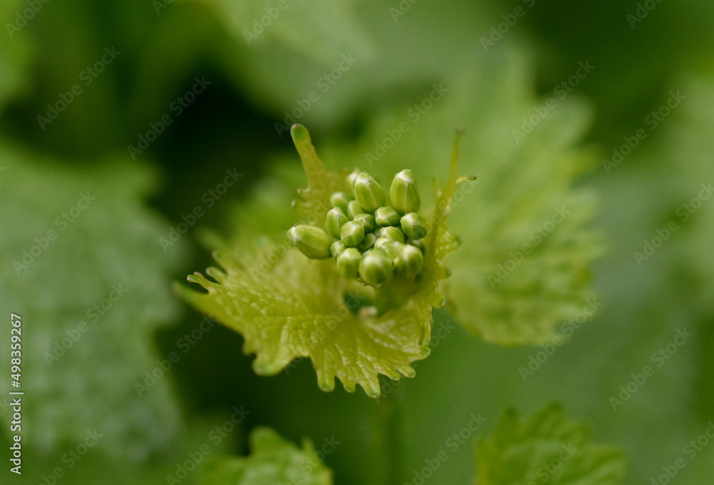 Nahaufnahme eines Knoblauchhederichs im Frühling Nahaufnahme eines Knoblauchhederichs im Frühling