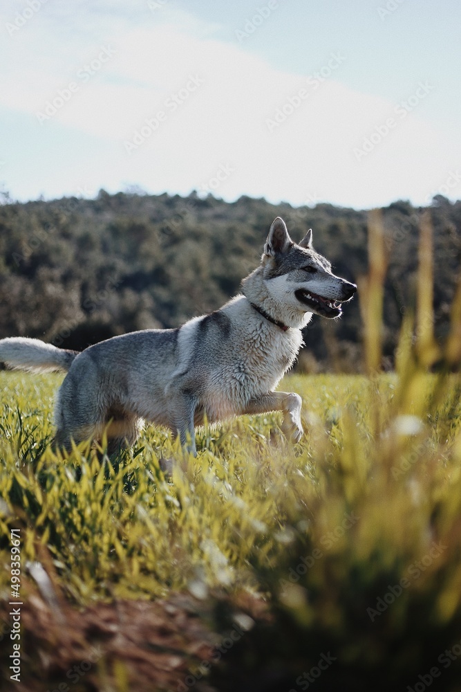 Dog Husky running towards the camera Low angle high speed shot