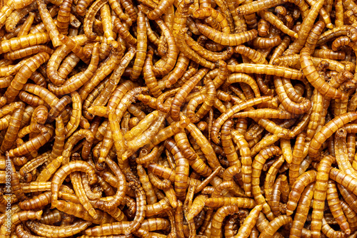 Fried salty worms. Roasted mealworms.