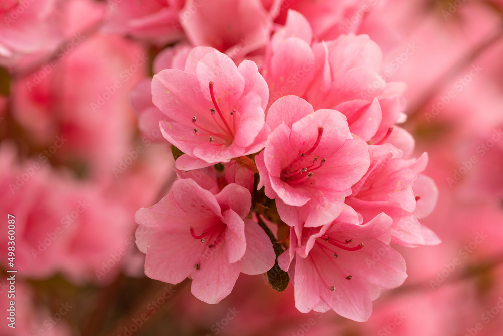 Pretty Pink Azalea Flowers In Bloom Pretty Pink Azalea Flowers In Bloom