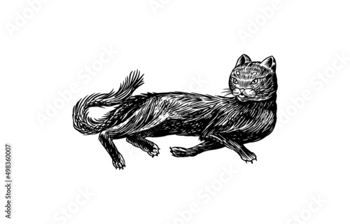 Black cat. Witch animal. Halloween or pagan witchcraft. Vintage engraving sketch. Doodle outline. Hand drawing. Vector illustration.
