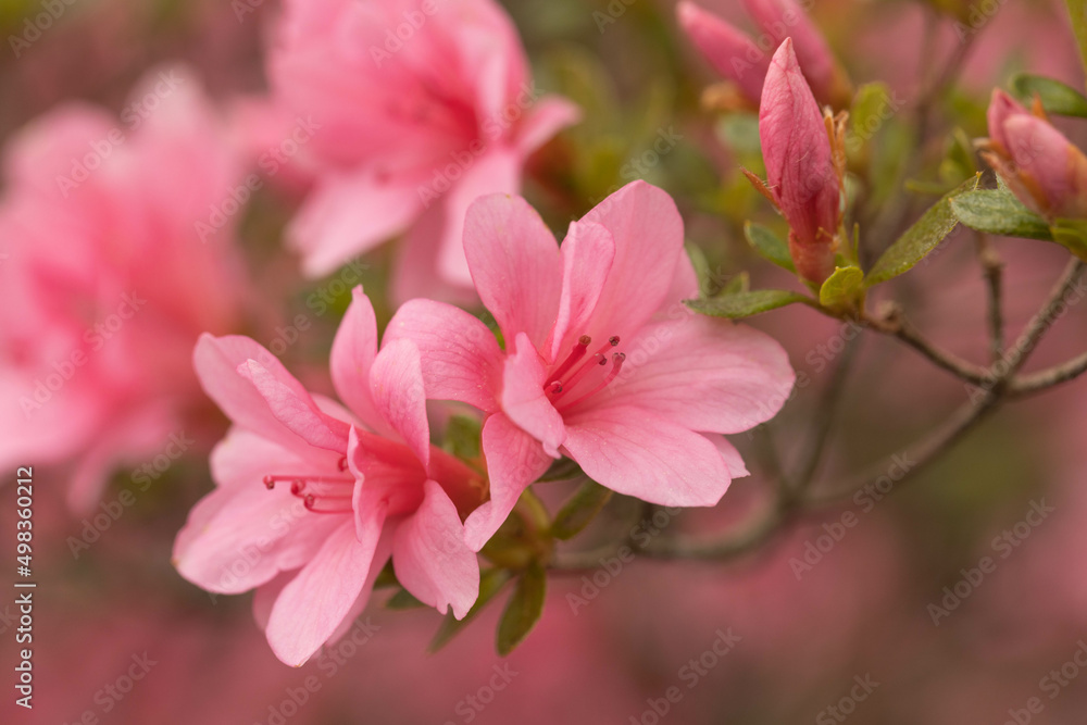 Gorgeous Azalea Flowers Bloom In Springtime