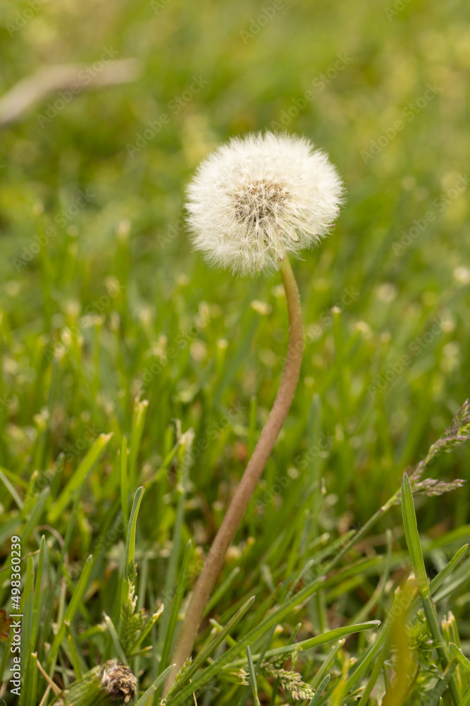 Fuzzy Dandelion Flower Weed In Lawn Fuzzy Dandelion Flower Weed In Lawn