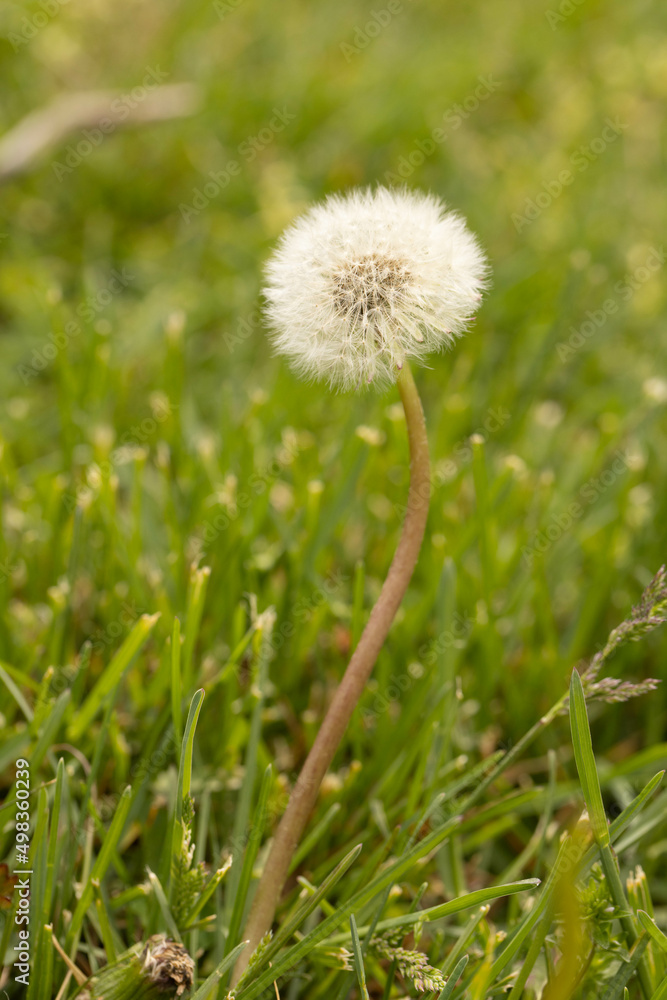 Fuzzy Dandelion Flower Weed In Lawn