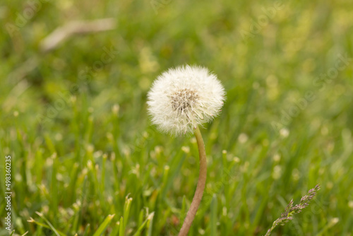 Dandelion Seeds On Weed