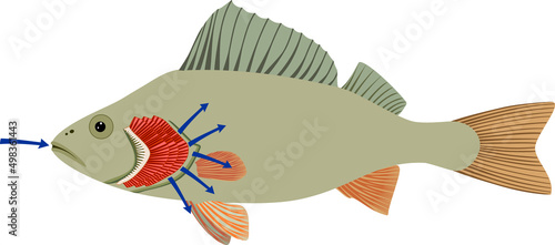 Fish with red gills isolated on white. Educational material with for biology lesson