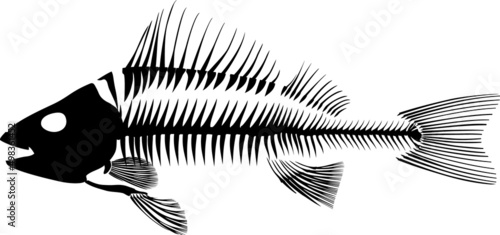 Perch (Perca fluviatilis) fish skeleton silhouette
