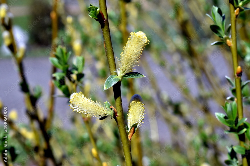 Fototapeta premium Zweig mit Weidenkätzchen im Frlühling
