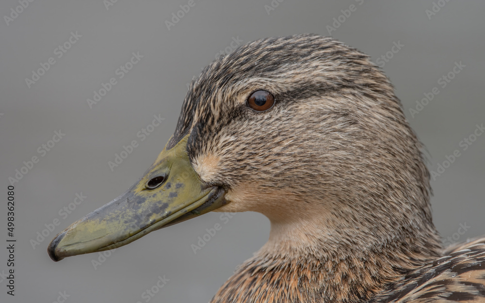 ente, bird, wasser, stockente, natur, tier, see, wild lebende tiere, 