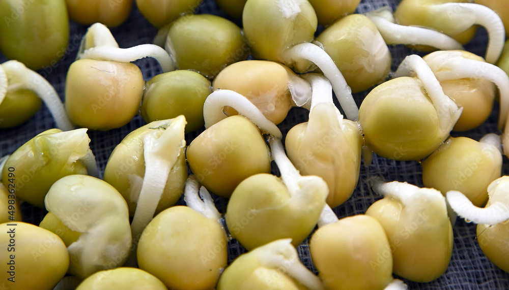 Close-up of peas microgreens with seeds and roots. Sprouting Microgreens. Seed Germination at home. Vegan and healthy eating concept. Close-up of peas microgreens with seeds and roots. Sprouting Microgreens. Seed Germination at home. Vegan and healthy eating concept.