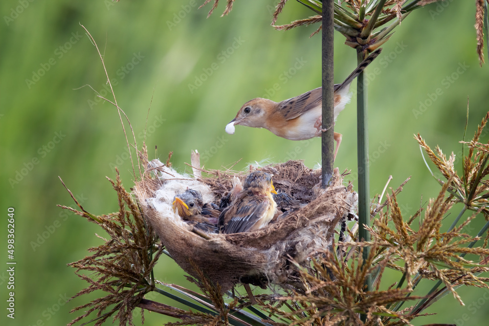 Cisticola exilis bird feeding its chicks in a cage, Baby Cisticola