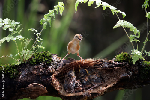 Cisticola exilis bird feeding its chicks in a cage, Baby Cisticola exilis bird waiting for food from its mother, Cisticola exilis bird on branch