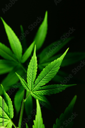 green cannabis leaf large on a dark background