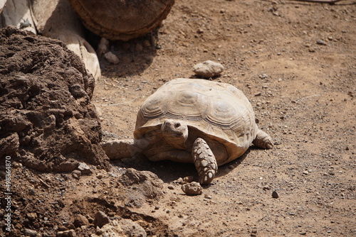 Tortoise,  Jungle Park, Tenerufe, March 2022 photo