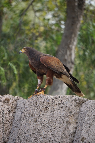 Bird of prey,  Jungle Park, Tenerufe, March 2022 photo