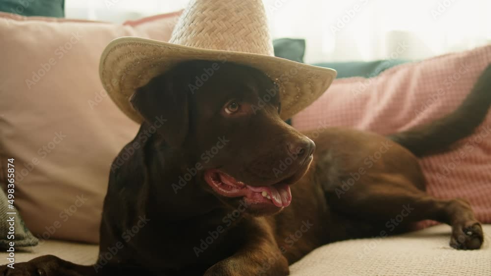 Labrador wearing hat close-up. Brown retriever lying on sofa in living room, obedient dog posing. Happy domestic animal concept, best friends, puppy relaxing at home, breathing with tongue out. Labrador wearing hat close-up. Brown retriever lying on sofa in living room, obedient dog posing. Happy domestic animal concept, best friends, puppy relaxing at home, breathing with tongue out.
