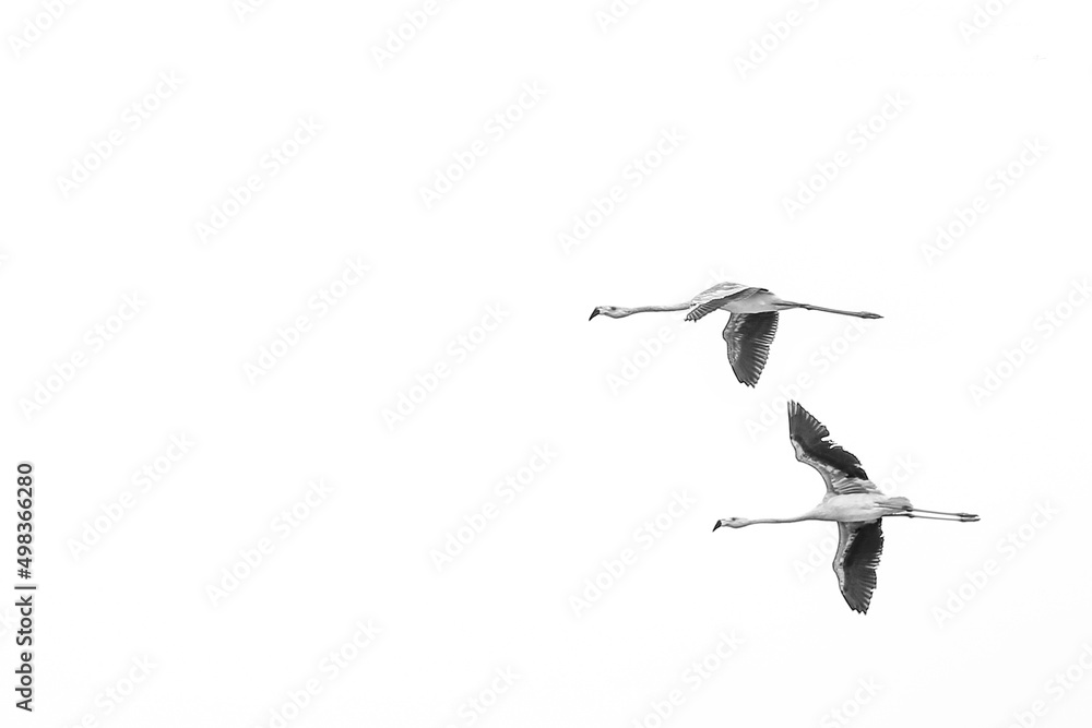 Obraz premium flamencos